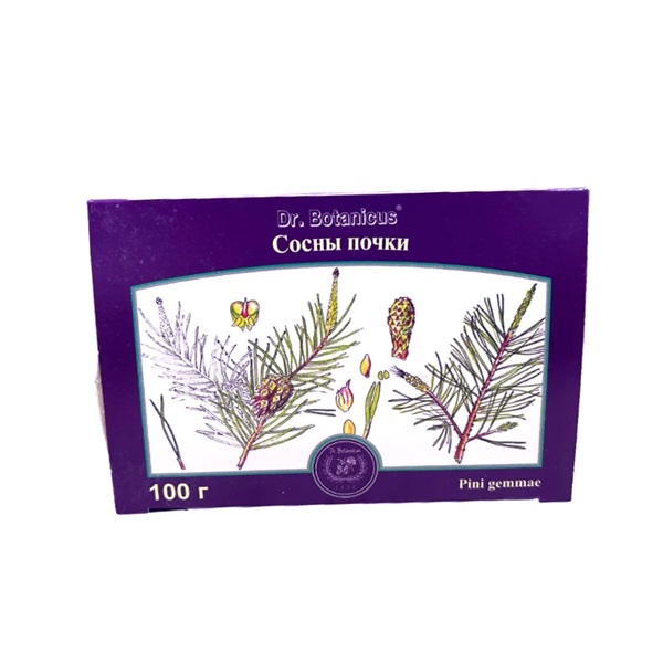 Сосны почки