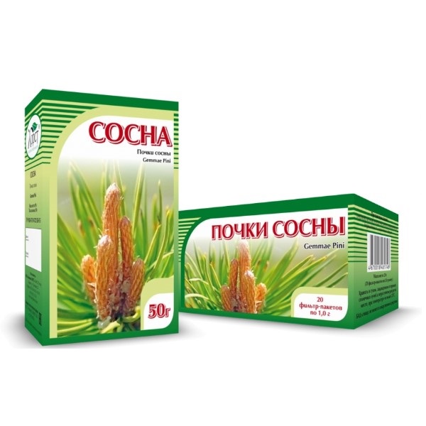 Сосны почки