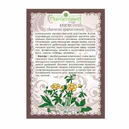 Лапчатка прямостоячая (калган)