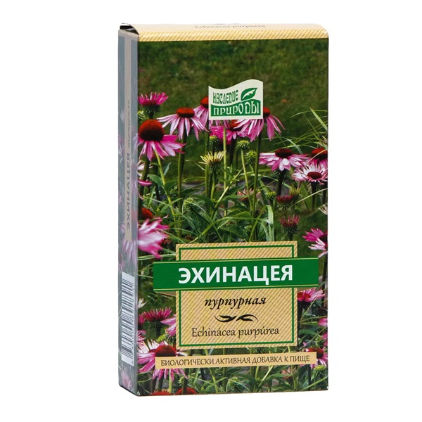 Эхинацеи пурпурной трава